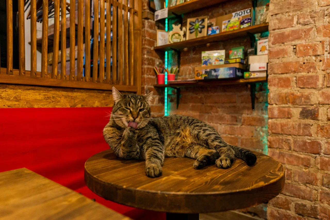 Фото Антикафе "MoreКот" - развлечение в Москве | Досугатор